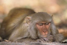 image of macaque
