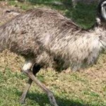 image of bird