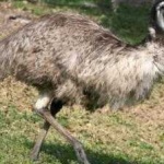 image of emu #9