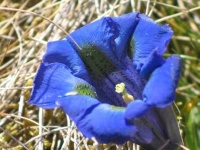 image of flower