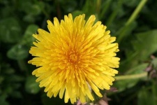 image of flower
