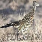 image of bird