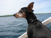 image of miniature_pinscher