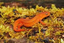 image of eft
