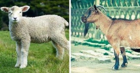 image of animal