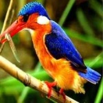 image of bird