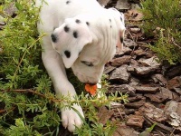 image of dalmatian