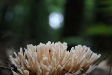 image of coral_fungus