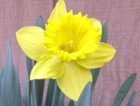 image of flower
