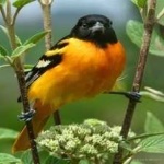 image of bird