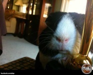 image of guinea_pig