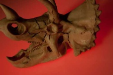image of triceratops
