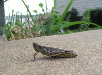 image of grasshopper