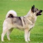 image of animal