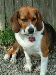 image of beagle