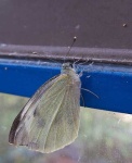 image of cabbage_butterfly
