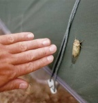 image of leafhopper