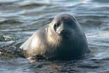 image of animal