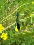 image of damselfly