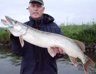 image of barracouta