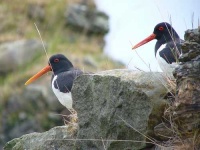 image of oystercatcher