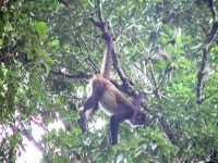 image of spider_monkey