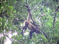 image of spider_monkey #8