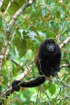 image of howler_monkey