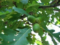 image of acorn