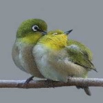 image of bird