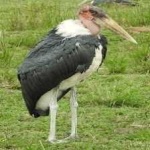 image of bird