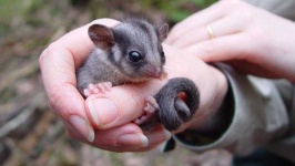 image of possum #21