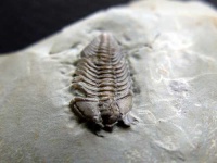 image of trilobite