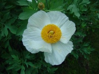 image of flower