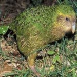 image of bird