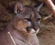 image of cougar_face