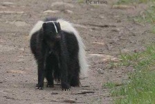image of skunk
