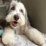 image of bearded_collie #16