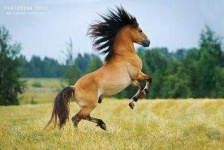 image of animal