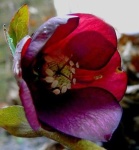 image of flower