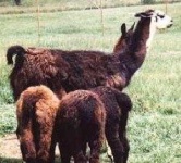 image of llama