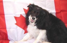 image of border_collie #29