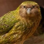 image of bird