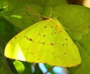 image of sulphur_butterfly #20