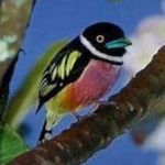 image of bird