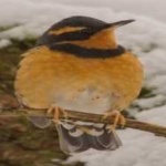image of bird