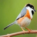 image of bird