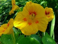 image of flower