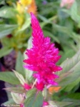image of flower