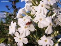 image of flower